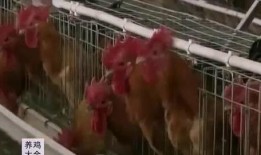 扒爷爆料散养鸡视频,散养鸡的真实生活，视频曝光养殖内幕